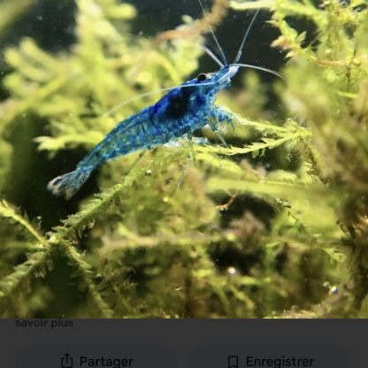Crevettes neoccaridina bleu