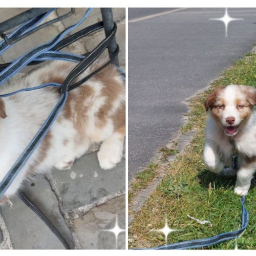Chiots berger australien lof disponibles