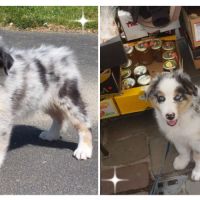 Chiots berger australien lof disponibles #2