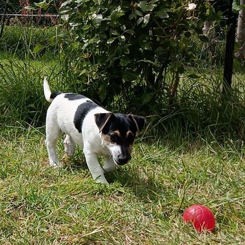 Adorable chiot jack russel cherche famille #1