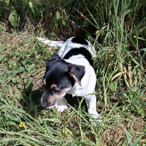 Adorable chiot jack russel cherche famille #2