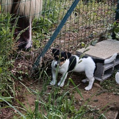 Adorable chiot jack russel cherche famille #0