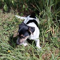 Adorable chiot jack russel cherche famille #2