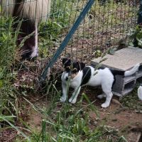Adorable chiot jack russel cherche famille