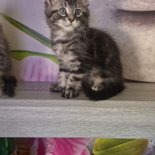 Chaton maine coon loof #1