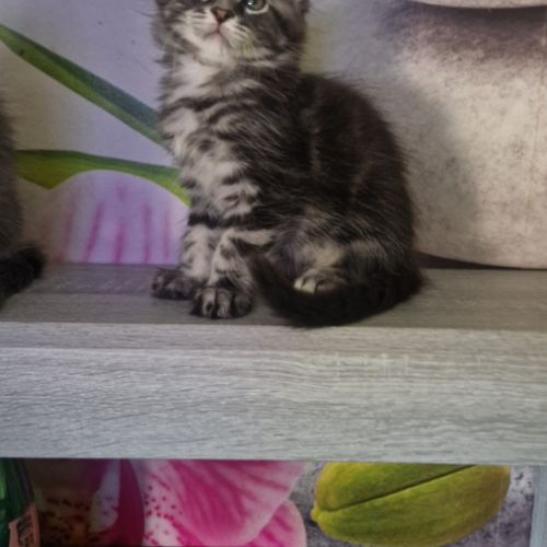 Chaton maine coon loof #2