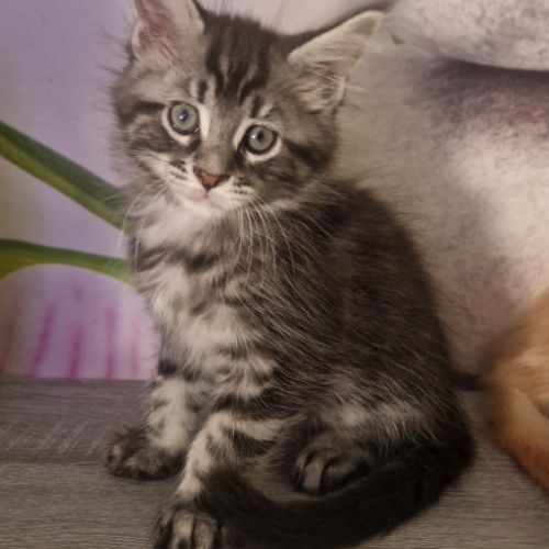 Chaton maine coon loof #0