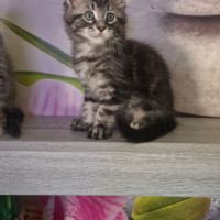 Chaton maine coon loof #1