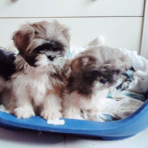Chiots shihtzu non lof