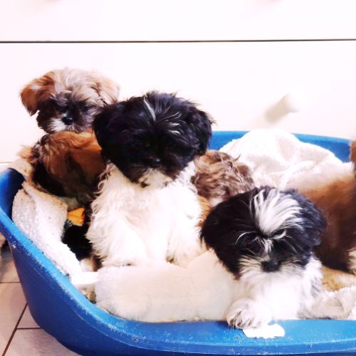 Chiots shihtzu non lof #2