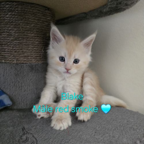 Chaton maine coon #1