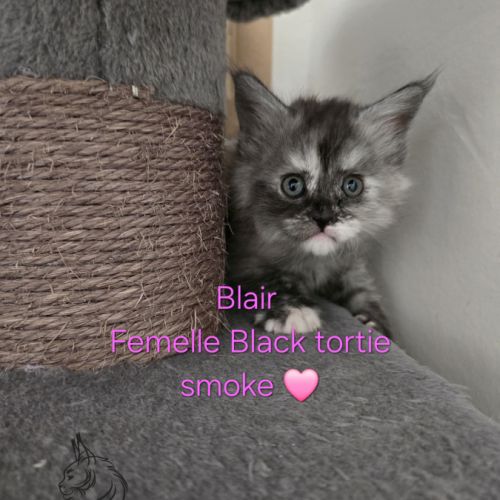 Chaton maine coon #2