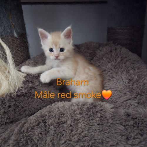 Chaton maine coon #0