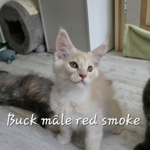 Chaton maine coon #3