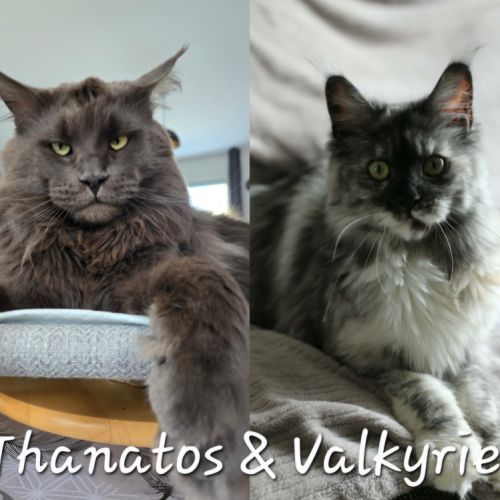 Chaton maine coon #4