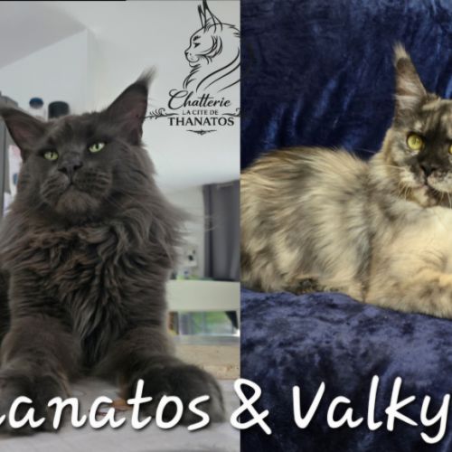 Chaton maine coon #3