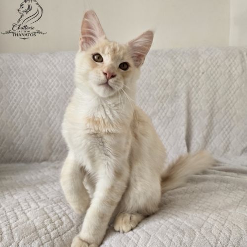 Chaton maine coon