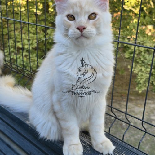 Chaton maine coon #0