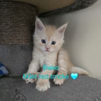 Chaton maine coon #1