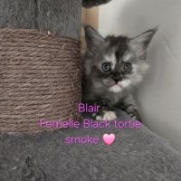 Chaton maine coon #2