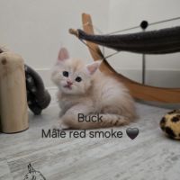 Chaton maine coon #3