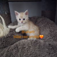 Chaton maine coon