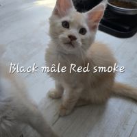Chaton maine coon #1