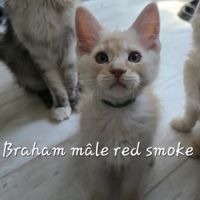 Chaton maine coon