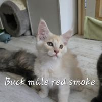 Chaton maine coon #3