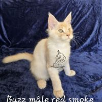 Chaton maine coon