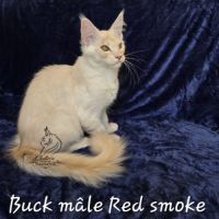 Chaton maine coon #2