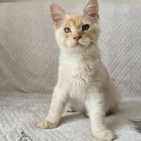 Chaton maine coon