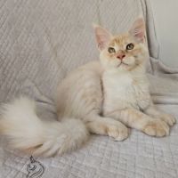 Chaton maine coon