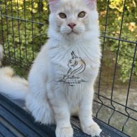 Chaton maine coon