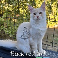 Chaton maine coon #2