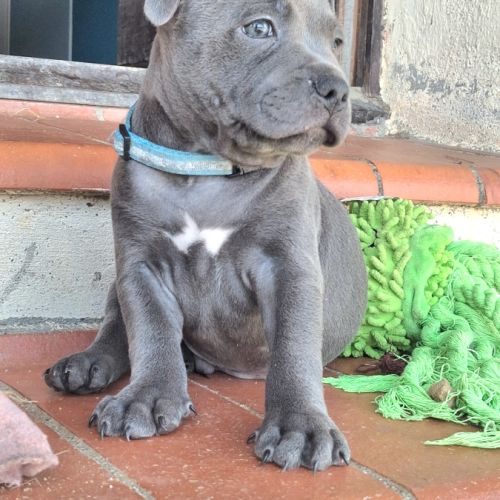 Staffie bleus lof dernier chiot disponible #3