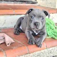 Staffie bleus lof dernier chiot disponible #1