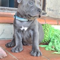 Staffie bleus lof dernier chiot disponible #3