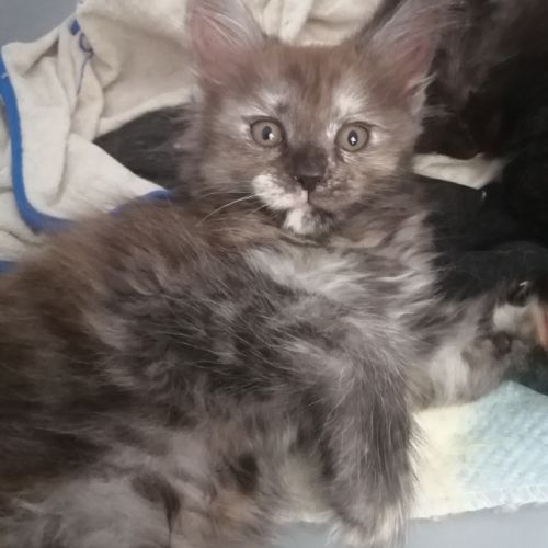 Chatons maine coon loof sqr 3 #2