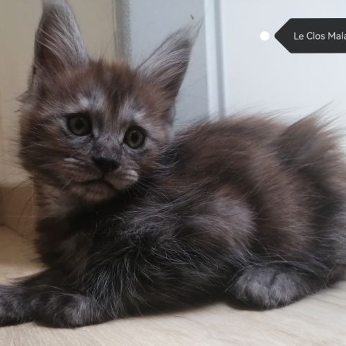 Chatons maine coon loof sqr 3 #3