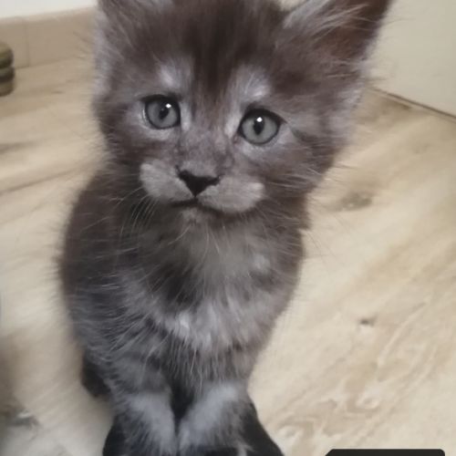 Chatons maine coon loof sqr 3