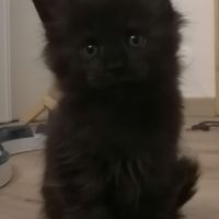 Chatons maine coon loof sqr 3 #1