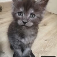 Chatons maine coon loof sqr 3 #0