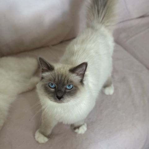À réserver : magnifiques femelles sacré de birmanie #2