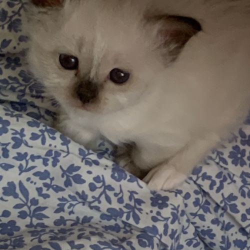 À réserver : magnifiques femelles sacré de birmanie #0