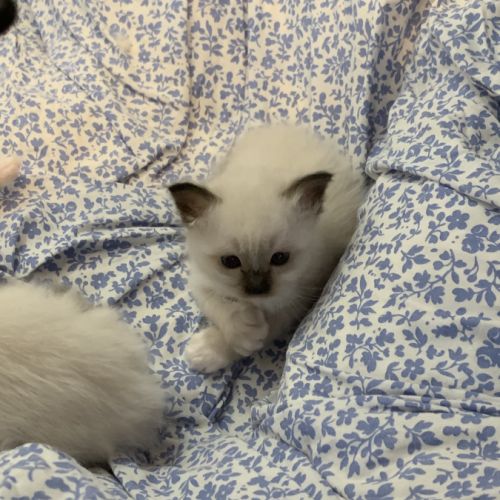 À réserver : magnifiques femelles sacré de birmanie #4