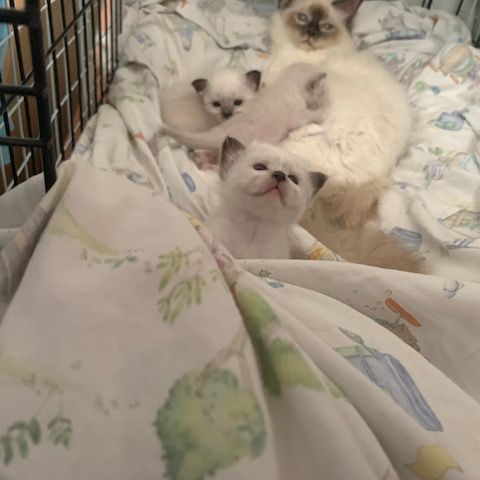 À réserver : magnifiques femelles sacré de birmanie #7