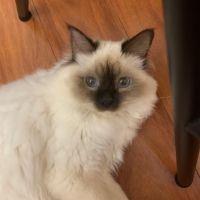 À réserver : magnifiques femelles sacré de birmanie #1
