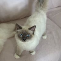 À réserver : magnifiques femelles sacré de birmanie #2