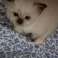 À réserver : magnifiques femelles sacré de birmanie